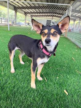 Mixed Breed Dogs Available for Adoption in New York, New York - Molly | PetCurious