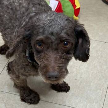 Poodle Dogs Available for Adoption in Hartland, Wisconsin - Bjorn-Foster Home Needed | PetCurious