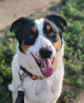Mookie -  Australian Shepherd and Mixed Breed Dog for Adoption in Severance, Colorado - Mookie | PetCurious