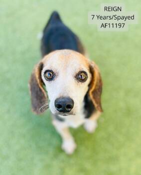 Rescue Beagle Dogs for Adoption - Reign | PetCurious