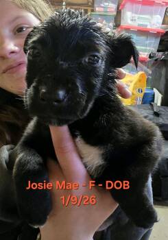 Australian Cattle Dog Blue Heeler and Beagle Dogs Available for Adoption - Josie Mae | PetCurious