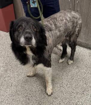 Frederick -  Newfoundland Dog and Mixed Breed Dog for Adoption in Kansas City, Missouri - Frederick | PetCurious
