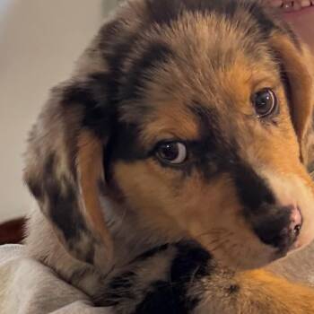 Australian Shepherd and Beagle Dogs Available for Adoption - Caboose | PetCurious