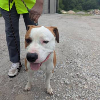 American Staffordshire Terrier Dogs Available for Adoption in East St. Louis, Illinois - Milton | PetCurious