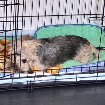 Selma -  Yorkshire Terrier Dog for Adoption in New Orleans, Louisiana - Selma | PetCurious