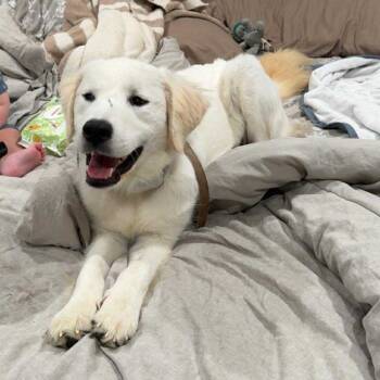 Rescue Great Pyrenees and Golden Retriever Dogs for Adoption in Baldwin, Wisconsin - Martha Aka Moana | PetCurious