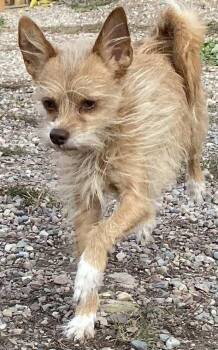 Rescue Terrier Dogs for Adoption in Polson, Montana - Bambi | PetCurious
