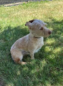 Gio -  Mixed Breed and Terrier Dog for Adoption in Newberg, Oregon - Gio | PetCurious