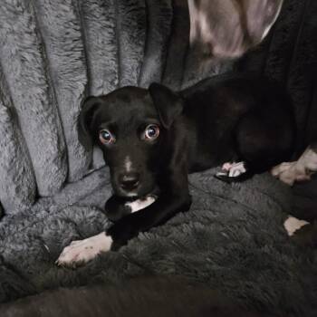 Anita -  Border Collie and Hound Dog for Adoption in Homewood, Illinois - Anita | PetCurious