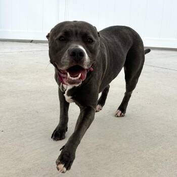 Pit Bull Terrier Dogs Available for Adoption - Skylar | PetCurious