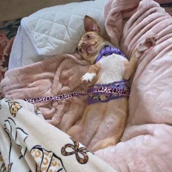 Polly -  Chihuahua Dog for Adoption in Dayton, Ohio - Polly | PetCurious