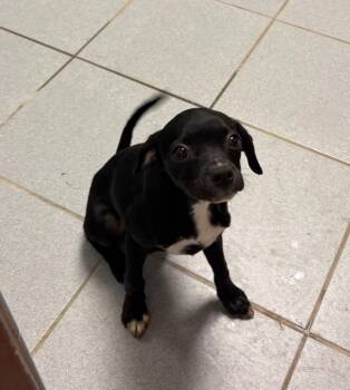 Plum -  Chihuahua and Mixed Breed Dog for Adoption in Rock Springs, Wyoming - Plum | PetCurious