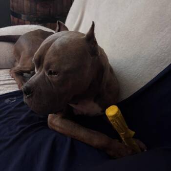 Cantaloupe(now Cane) -  Cane Corso and Terrier Dog for Adoption in Manchester, Pennsylvania - Cantaloupe(now Cane) | PetCurious