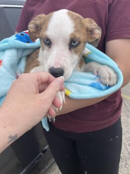 Terrier Dogs Available for Adoption - Sky | PetCurious