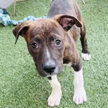 713 (2026) Chocolate Milkshake -  Pit Bull Terrier and Mixed Breed Dog for Adoption in Parker, Colorado - 713 (2026) Chocolate Milkshake | PetCurious