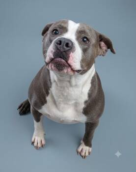 Acorn -  Pit Bull Terrier Dog for Adoption in Wooster, Ohio - Acorn | PetCurious