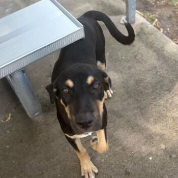 Gene -  Shepherd and Mixed Breed Dog for Adoption in Edinburg, Texas - Gene | PetCurious
