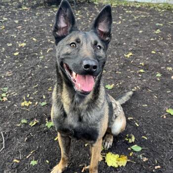 Checkers -  Belgian Shepherd Malinois Dog for Adoption in Chester Springs, Pennsylvania - Checkers | PetCurious