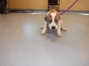 FINCH -  Pit Bull Terrier Dog for Adoption in San Jose, California - FINCH | PetCurious