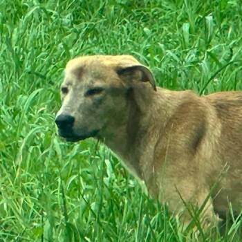Charlie -  Mixed Breed Dog for Adoption in Jeffersonville, Indiana - Charlie | PetCurious