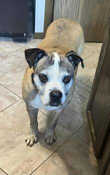 Rescue Mixed Breed Dogs for Adoption in Boaz, Alabama - Mitzi | PetCurious