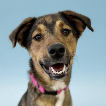 Rescue Australian Shepherd and German Shepherd Dog Dogs for Adoption in Scottsdale, Arizona - Belle | PetCurious