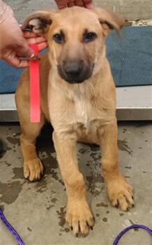 MESSI -  German Shepherd Dog and Mixed Breed Dog for Adoption in Camarillo, California - MESSI | PetCurious