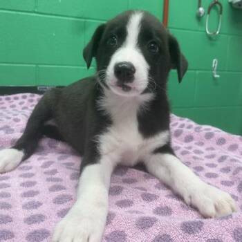 Mixed Breed Dogs Available for Adoption in Munster, Indiana - Terry | PetCurious