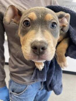 Greg -  Mixed Breed Dog for Adoption in West Chester, Pennsylvania - Greg | PetCurious
