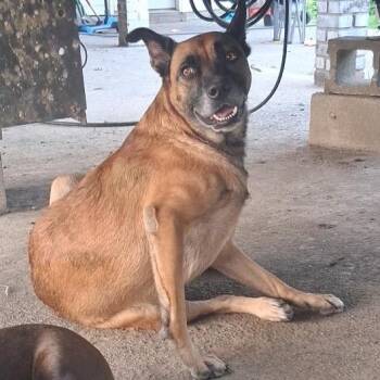 Miney -  Mixed Breed Dog for Adoption - Miney | PetCurious