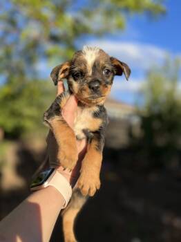 Pinecone -  Dachshund and Terrier Dog Available for Adoption in Fort Collins, Colorado - Pinecone | PetCurious