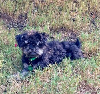 PERDITA -  Shih Tzu Dog for Adoption in Alpharetta, Georgia - PERDITA | PetCurious