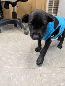 Rescue Boxer Dogs for Adoption in Covington, Virginia - Scrappy | PetCurious