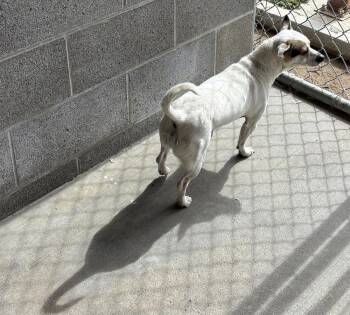 Jack Russell Terrier Dogs Available for Adoption - Cedric | PetCurious