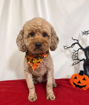 Silas -  Goldendoodle Dog for Adoption in New Stanton, Pennsylvania - Silas | PetCurious