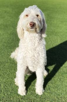 Rescue Labradoodle Dogs for Adoption in Lisbon, Iowa - Daisy | PetCurious