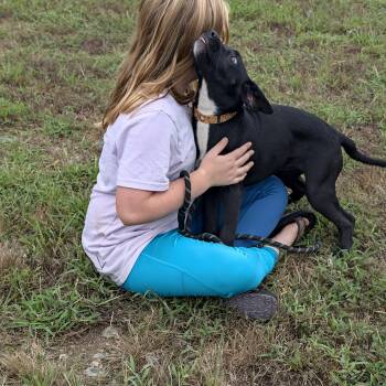 DIXIE III -  Black Labrador Retriever and Terrier Dog for Adoption in Chicopee, Massachusetts - DIXIE III | PetCurious