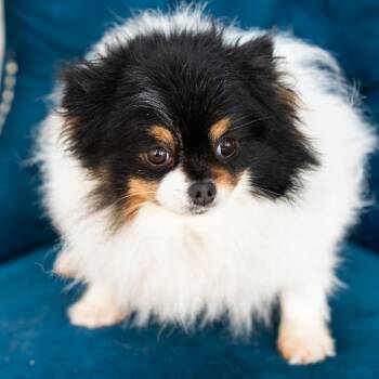 Pomeranian Dogs Available for Adoption in Zionsville, Indiana - Sparkle | PetCurious