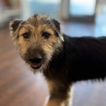 Lily -  Border Terrier and Schnauzer Dog for Adoption in Newport Beach, California - Lily | PetCurious