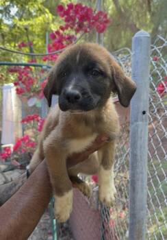 Ruby -  Terrier and Labrador Retriever Dog for Adoption in New York, New York - Ruby | PetCurious