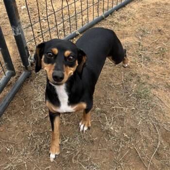 Dachshund Dogs Available for Adoption in Floresville, Texas - Elda | PetCurious