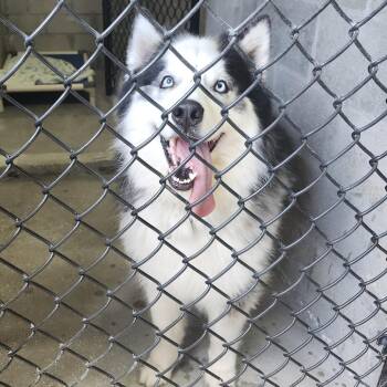 Blaze 2 -  Alaskan Malamute and Mixed Breed Dog for Adoption in Tampa, Florida - Blaze 2 | PetCurious