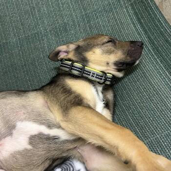Tempo -  German Shepherd Dog and Mixed Breed Dog for Adoption in Waldorf, Maryland - Tempo | PetCurious