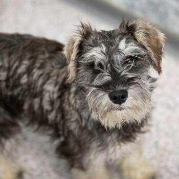 Schnauzer Dogs Available for Adoption - Benjie (AP25-212) | PetCurious