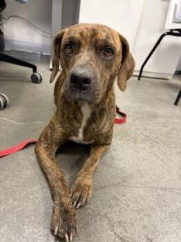 Rudy -  Hound and Mixed Breed Dog for Adoption in Fresno, California - Rudy | PetCurious