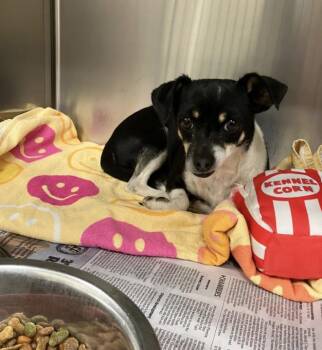 Bonita -  Chihuahua Dog for Adoption in Fort Collins, Colorado - Bonita | PetCurious