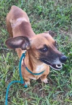 Scout (TX) -  Dachshund Dog for Adoption in New York, New York - Scout (TX) | PetCurious