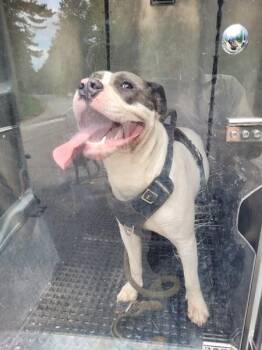 Pen 150 Johnny -  Pit Bull Terrier Dog for Adoption in Lawrenceville, Georgia - Pen 150 Johnny | PetCurious