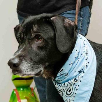 Chester -  Hound Dog for Adoption in Sanford, Florida - Chester | PetCurious