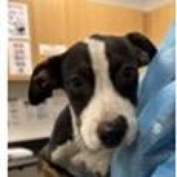 Roco -  Hound and Mixed Breed Dog for Adoption in Tampa, Florida - Roco | PetCurious
